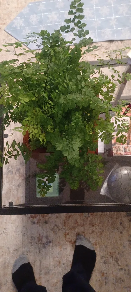 Maidenhair Fern in Brown wooden planter. image indicator(2)