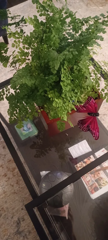 Maidenhair Fern in Brown wooden planter. image indicator(3)