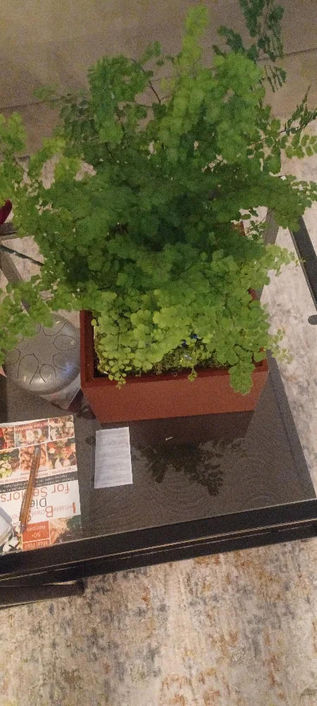 Maidenhair Fern in Brown wooden planter. image indicator(4)