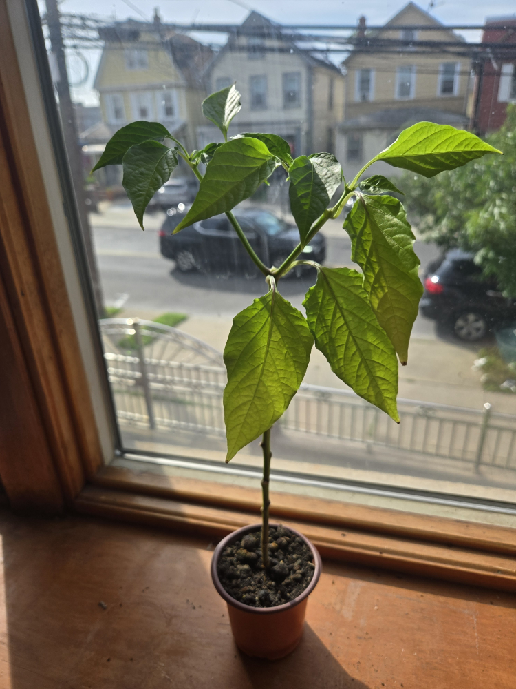 pepper plant - photo 2