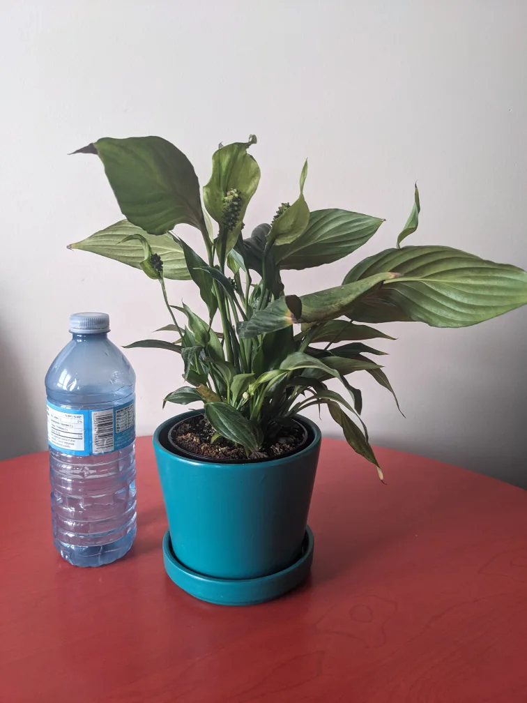 Healthy Peace Lily $15 thumbnail