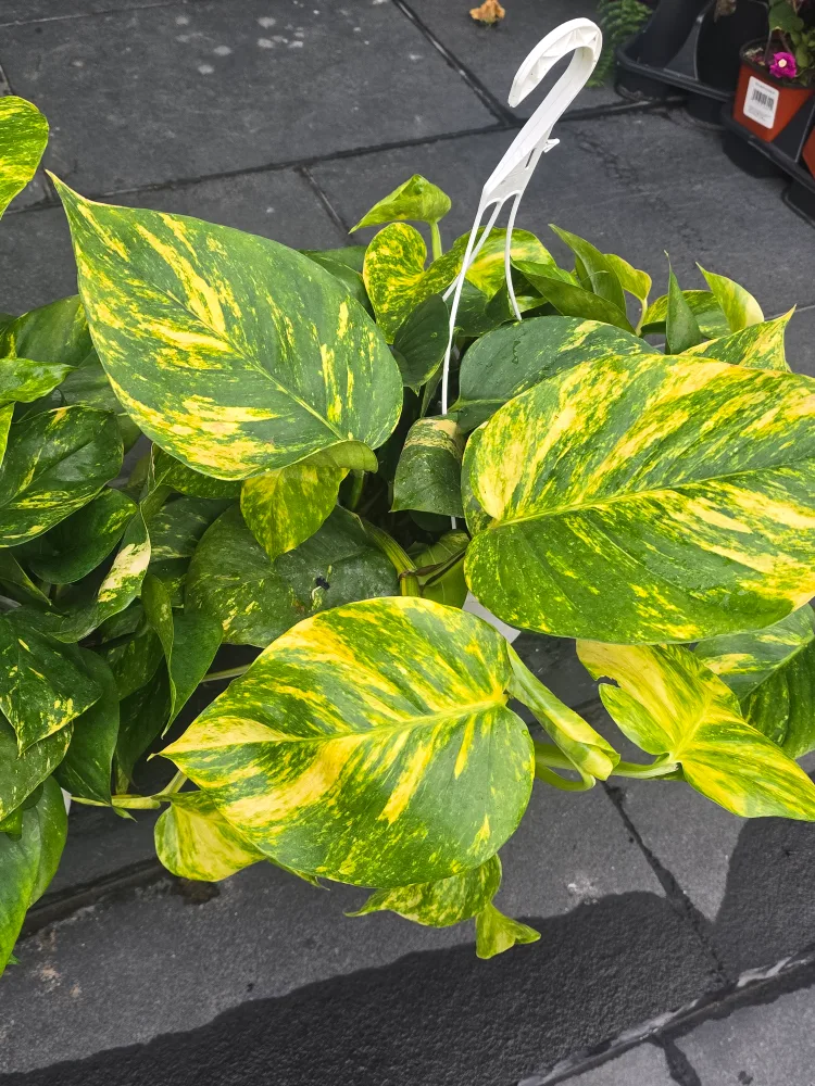 hawaian pothos  8"hanging Basket image indicator(3)