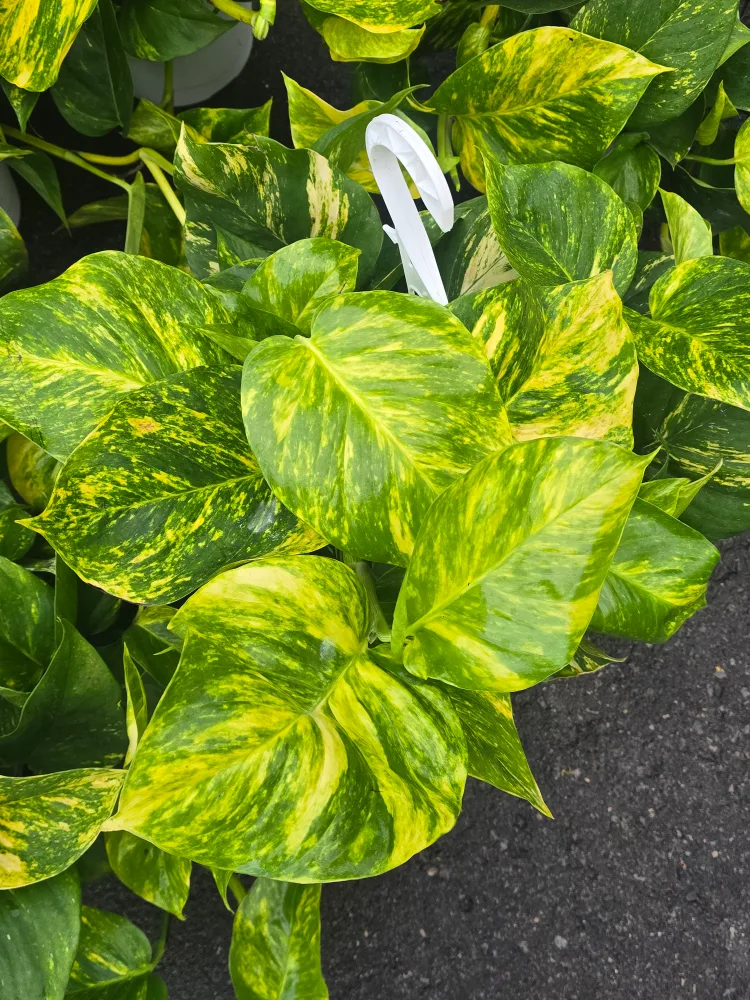 hawaian pothos  8"hanging Basket image indicator(8)