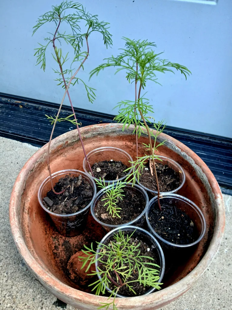 FREE Cosmos Seedlings - Ready for Your Garden! thumbnail