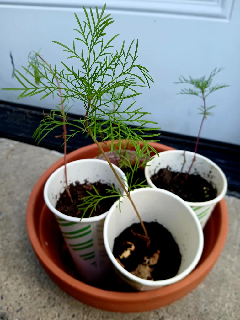 FREE Cosmos Seedlings - Ready for Your Garden! image indicator(2)