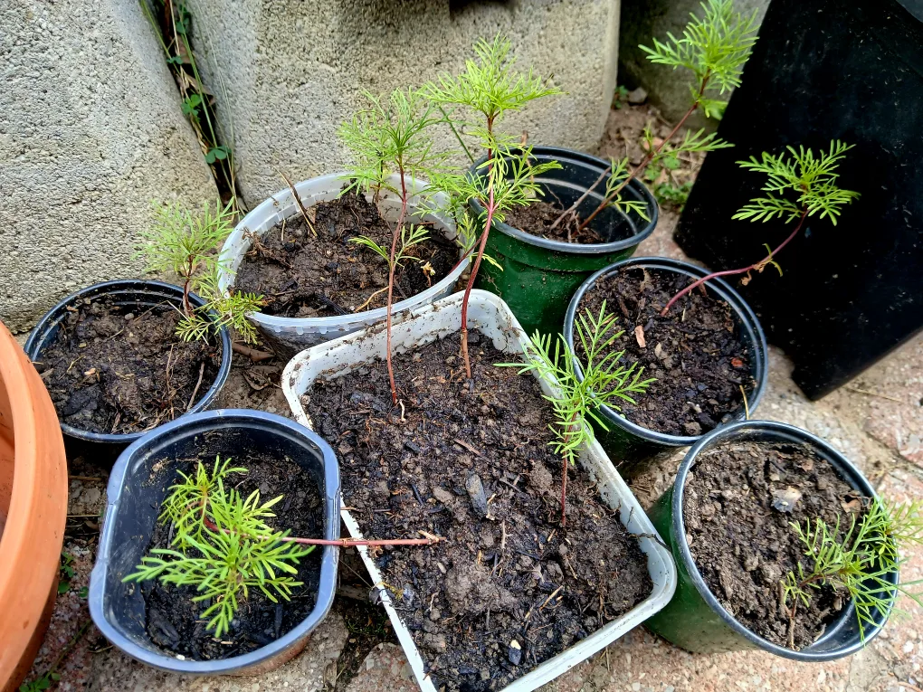 FREE Cosmos Seedlings - Ready for Your Garden! image indicator(3)
