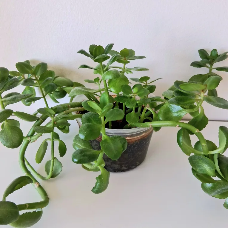 🌱 Kalanchoe 🌻 thumbnail