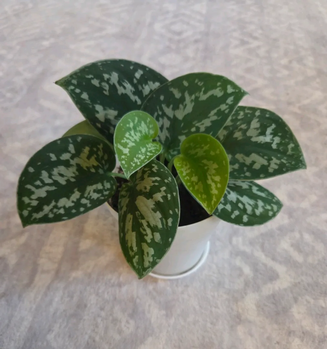 Satin Pothos 🪴 thumbnail