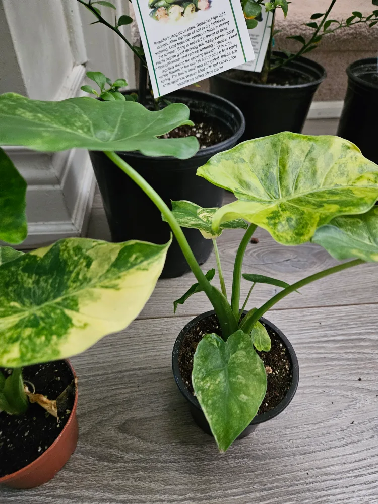 🇨🇦Alocasia Plant variegated yellow gold 🇨🇦 thumbnail