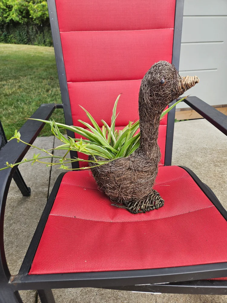 4 well rooted Potted Spider Plants thumbnail