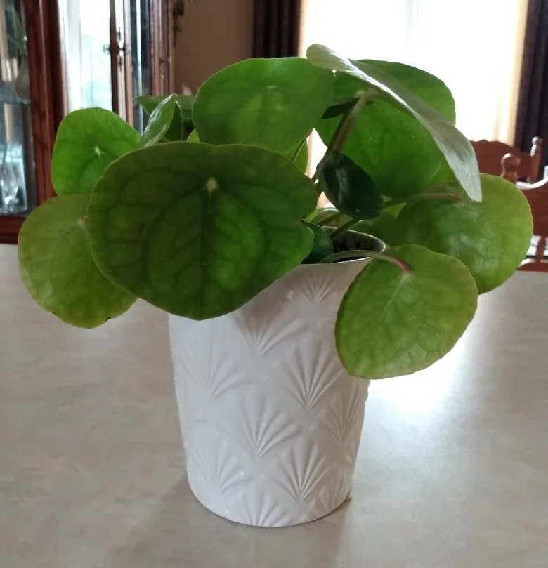 Healthy Pilea peperomioides Plant / White Ceramic Pot thumbnail