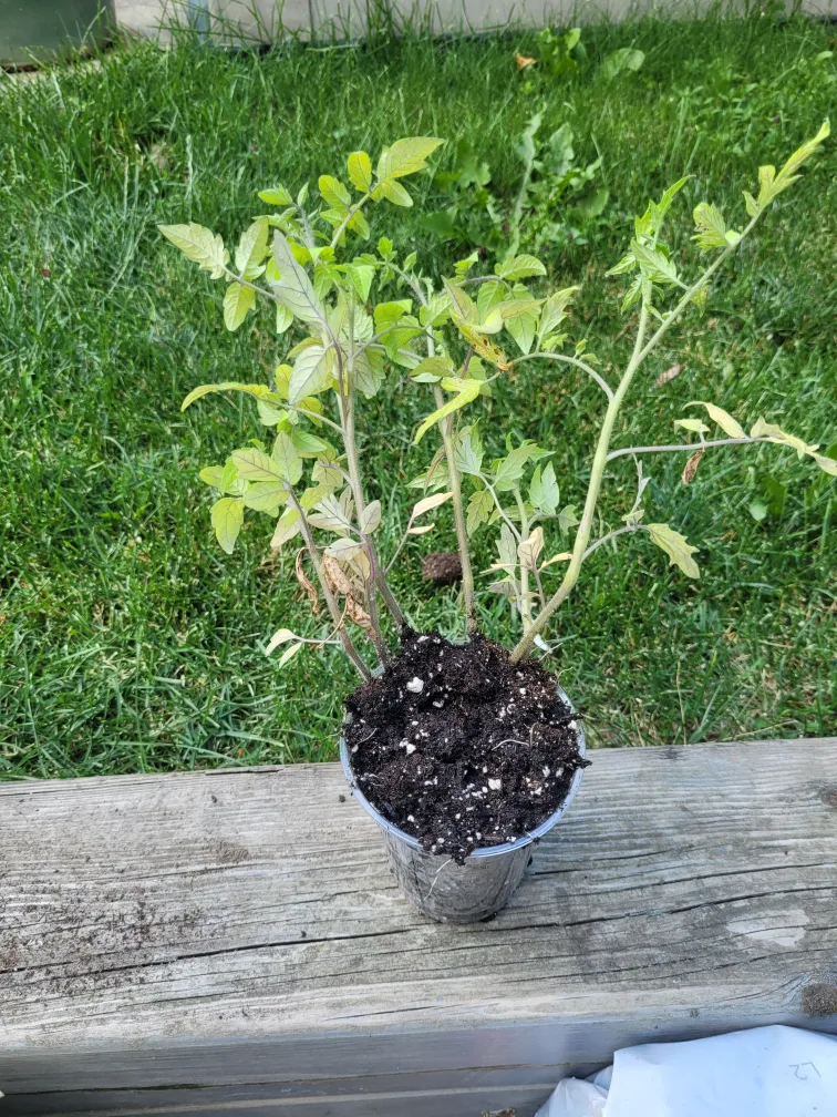 5 Tomato Plant Seedlings thumbnail
