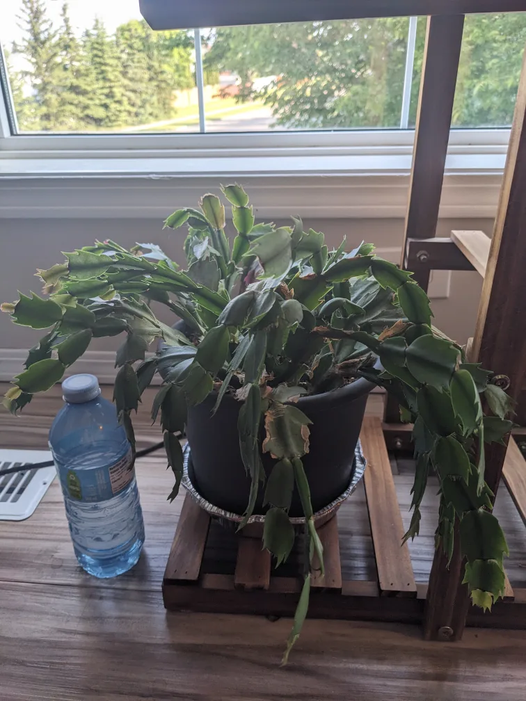 3  Christmas cactus thumbnail
