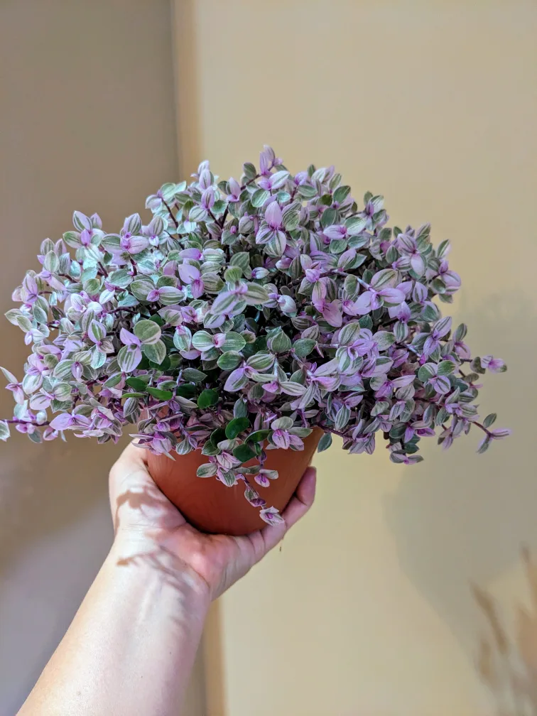 Assorted House/ Indoor Plants thumbnail