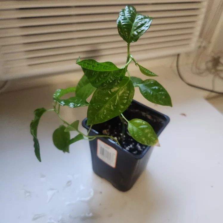 🇨🇦Pasion fruit plant thumbnail