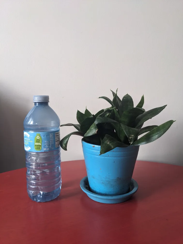 bird's nest snake plant (4") $10 thumbnail