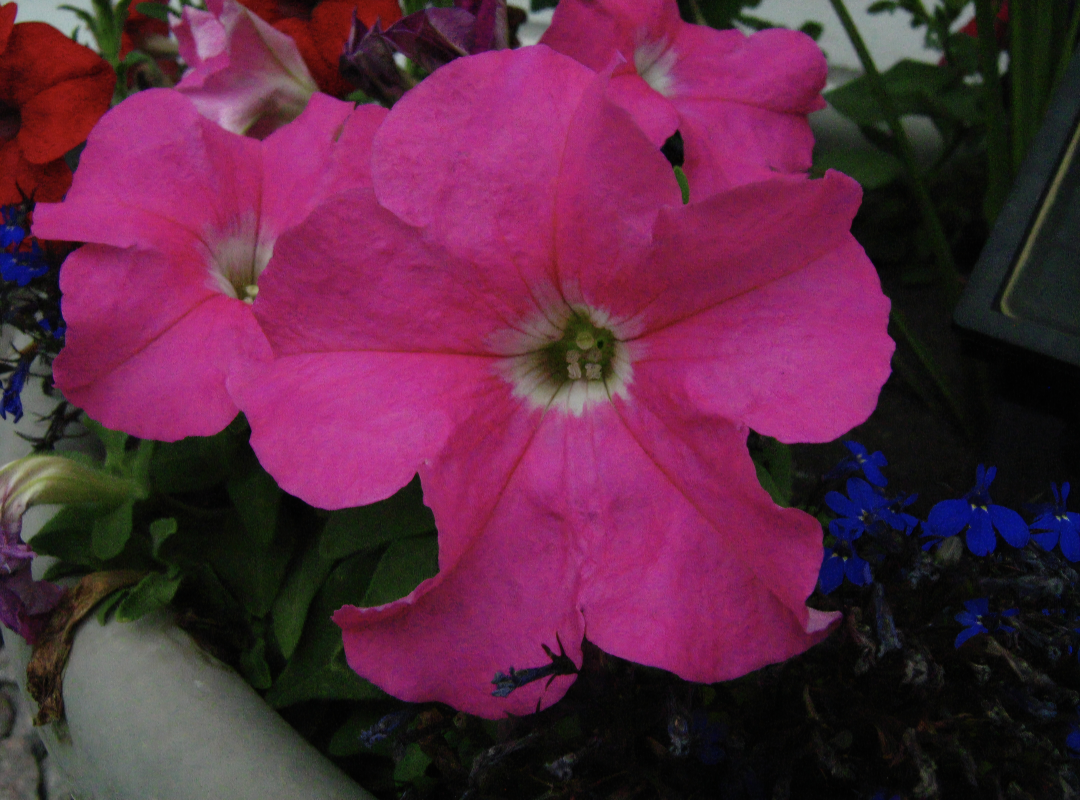 Canon PowerShot A460 - photo 5