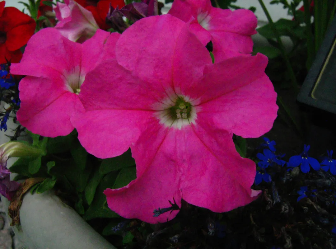 Canon PowerShot A460 image indicator(5)