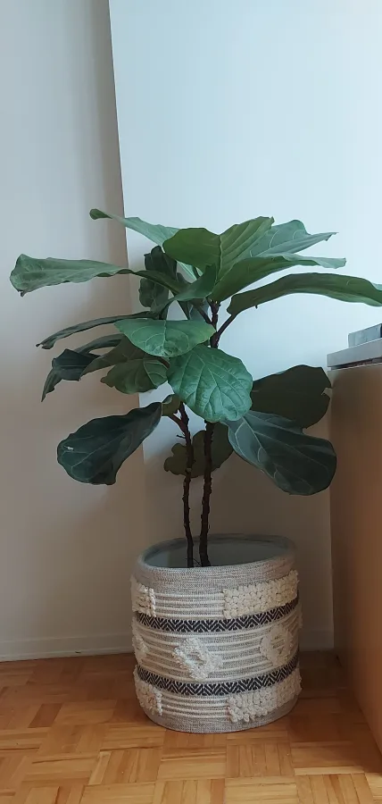 Fiddle Leaf Fig Tree in Woven Pot thumbnail