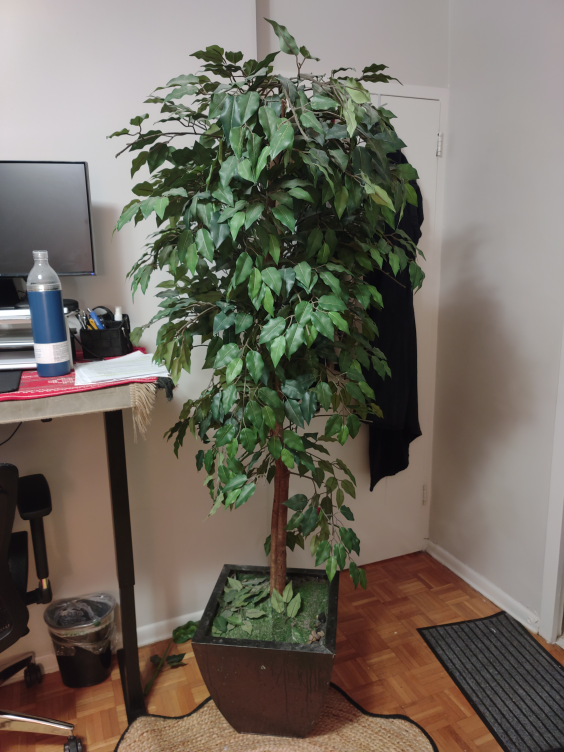 Artificial Ficus Tree