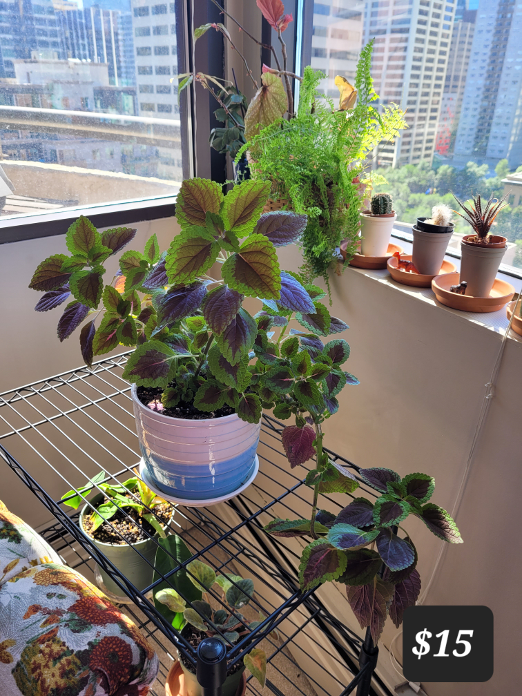 Coleus Plant - Assorted Pots - photo 2