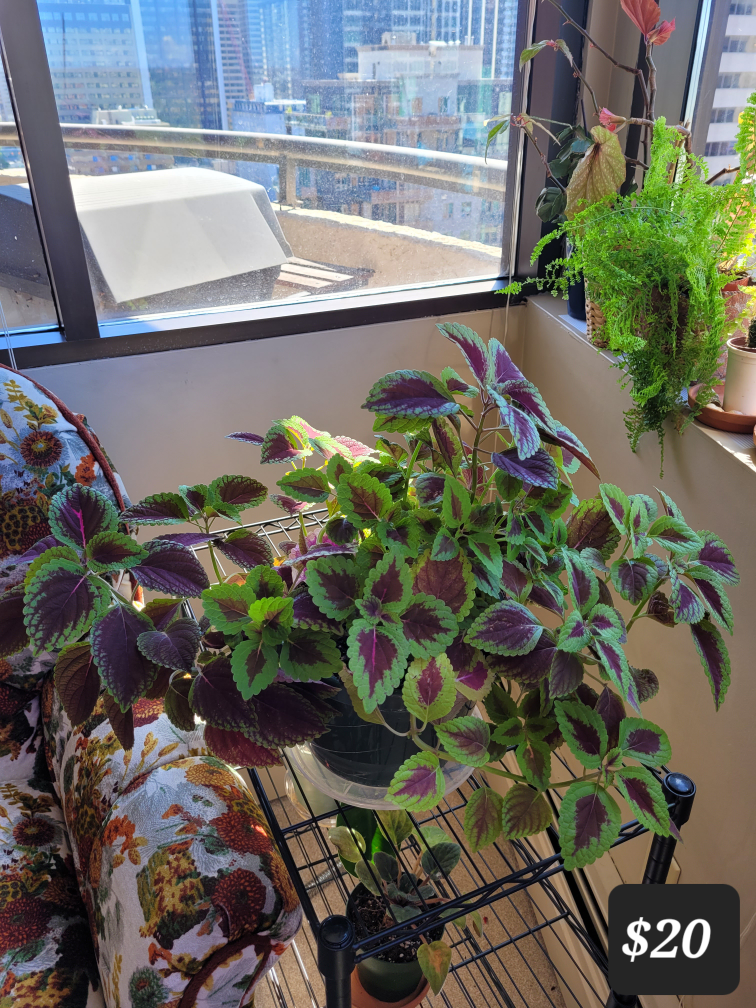 Coleus Plant - Assorted Pots