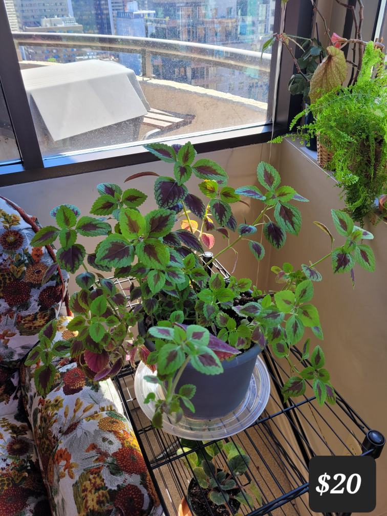 Coleus Plant - Assorted Pots - photo 4