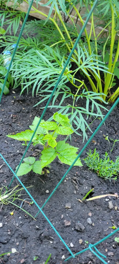 Raspberry shrubs thumbnail