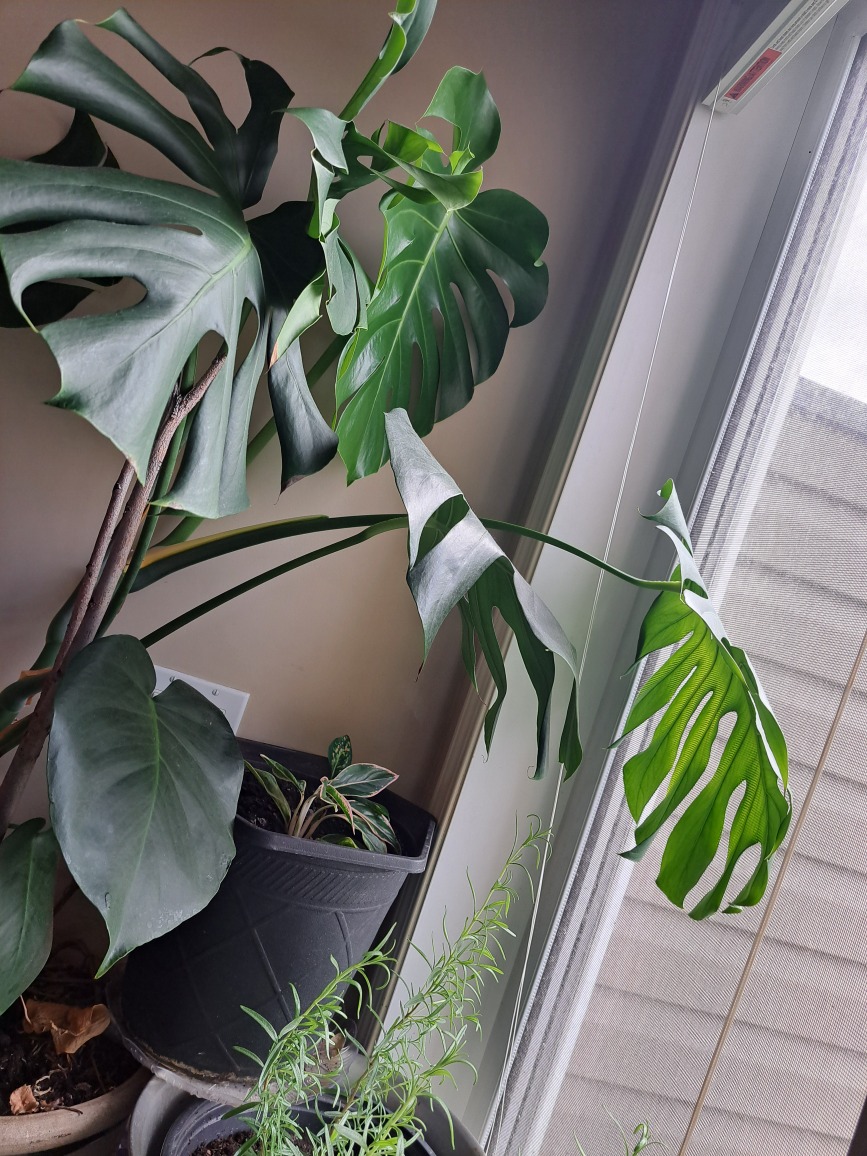 Potted Monstera Plant - photo 4