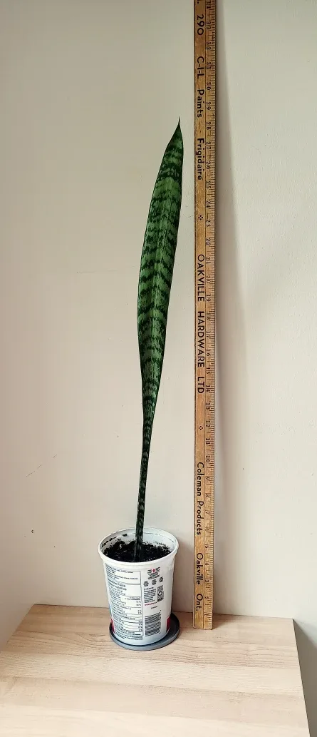 28" Snake Plant 🇨🇦 thumbnail
