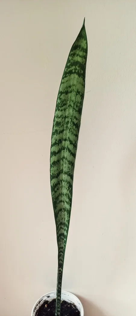 28" Snake Plant 🇨🇦 image indicator(2)