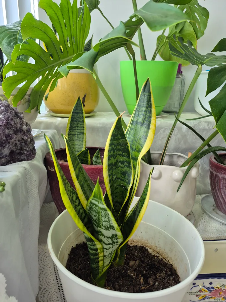 Snake Plant in White Pot image indicator(2)