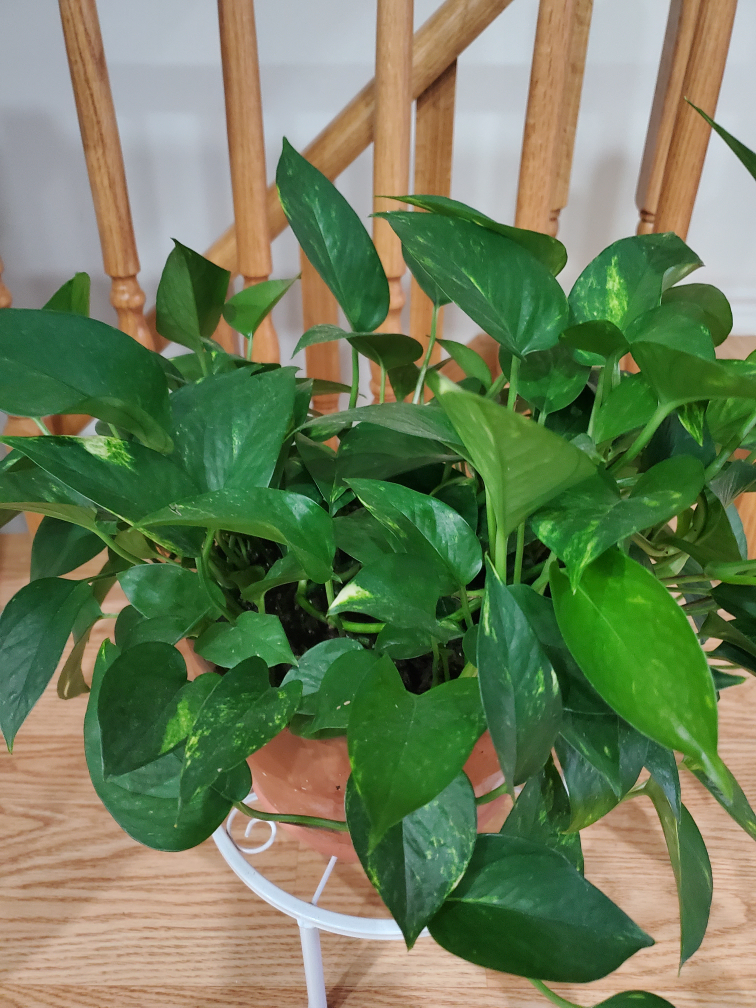 Potted Golden Pothos Plant