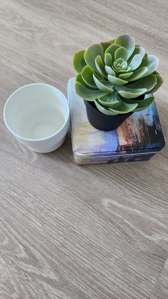 URGENT *Moving Sale* Succulent Plant, Planter & Pumpkins - photo 3