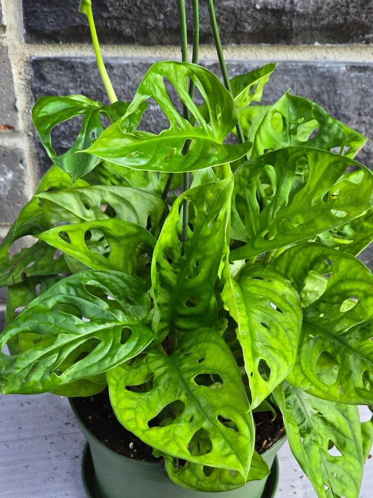 monstera swiss cheese plant 6"hanging baskets image indicator(2)