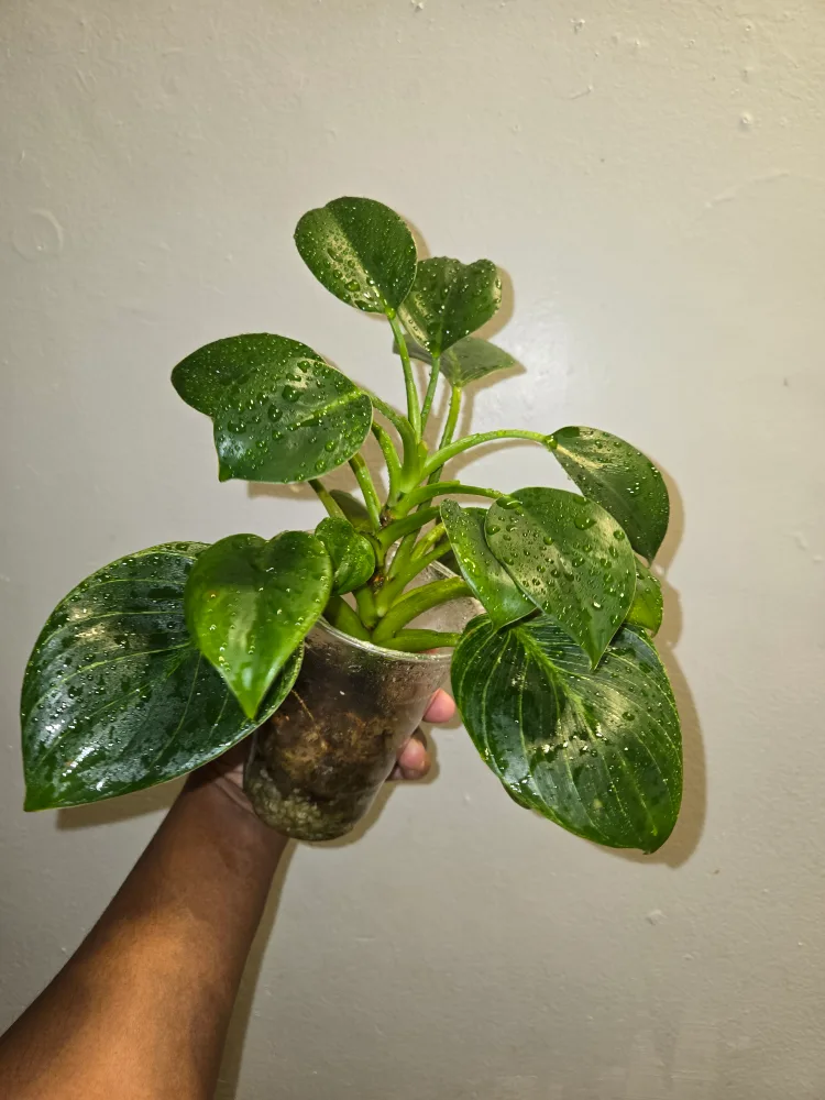 Potted Philodendron Birkin Plant✨️�🪴 thumbnail