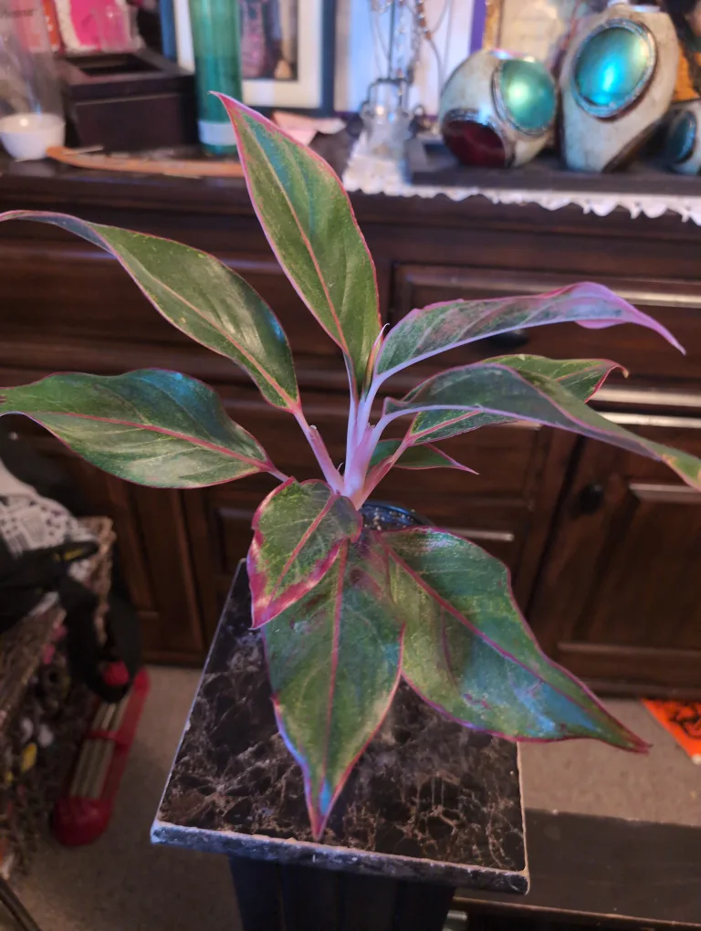 hesthy  alsgnoma plant colorful. I'm beautiful thumbnail