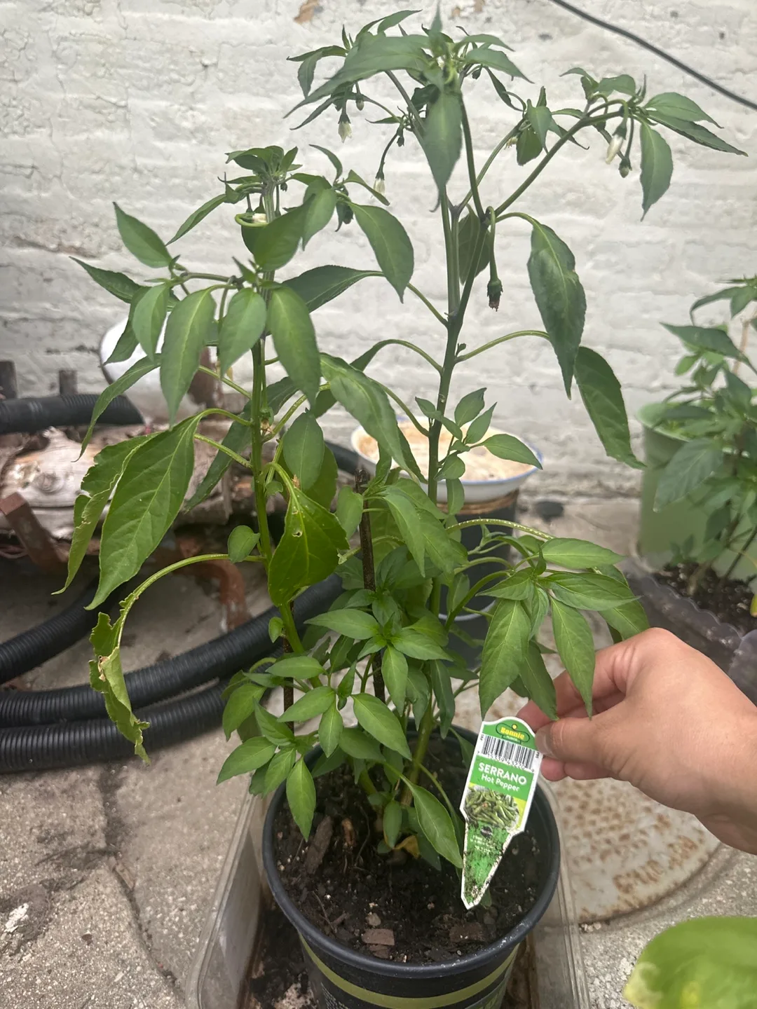 Serrano Hot Pepper Plant - Bonnie Plants thumbnail