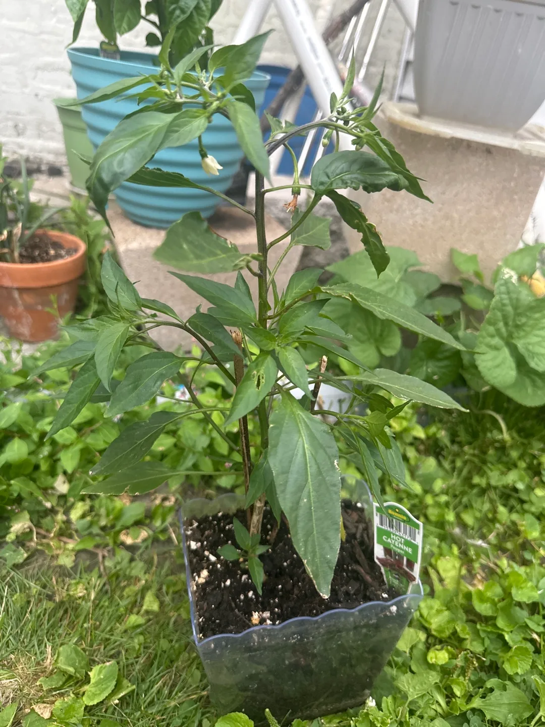Hot Cayenne Pepper Plant - Bonnie Plants thumbnail
