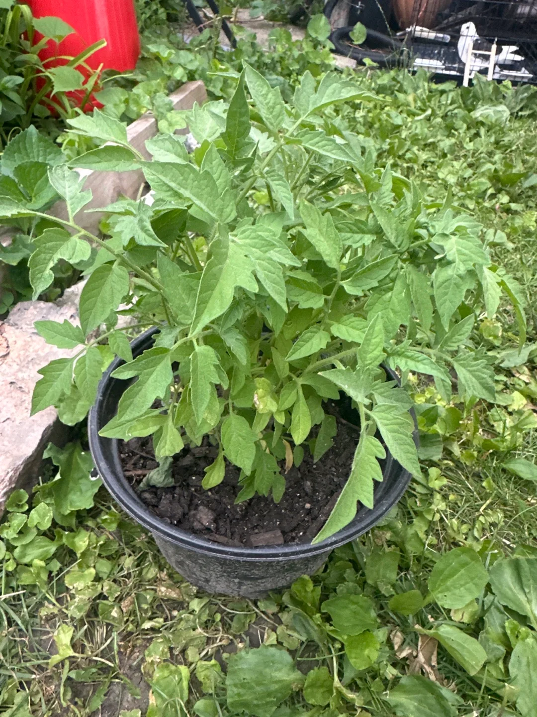 Tomato Plant in Pot thumbnail