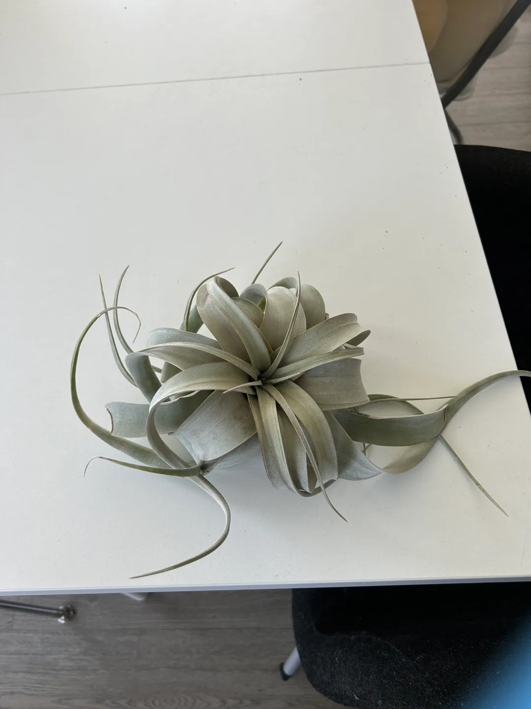 Air Plant very large thumbnail