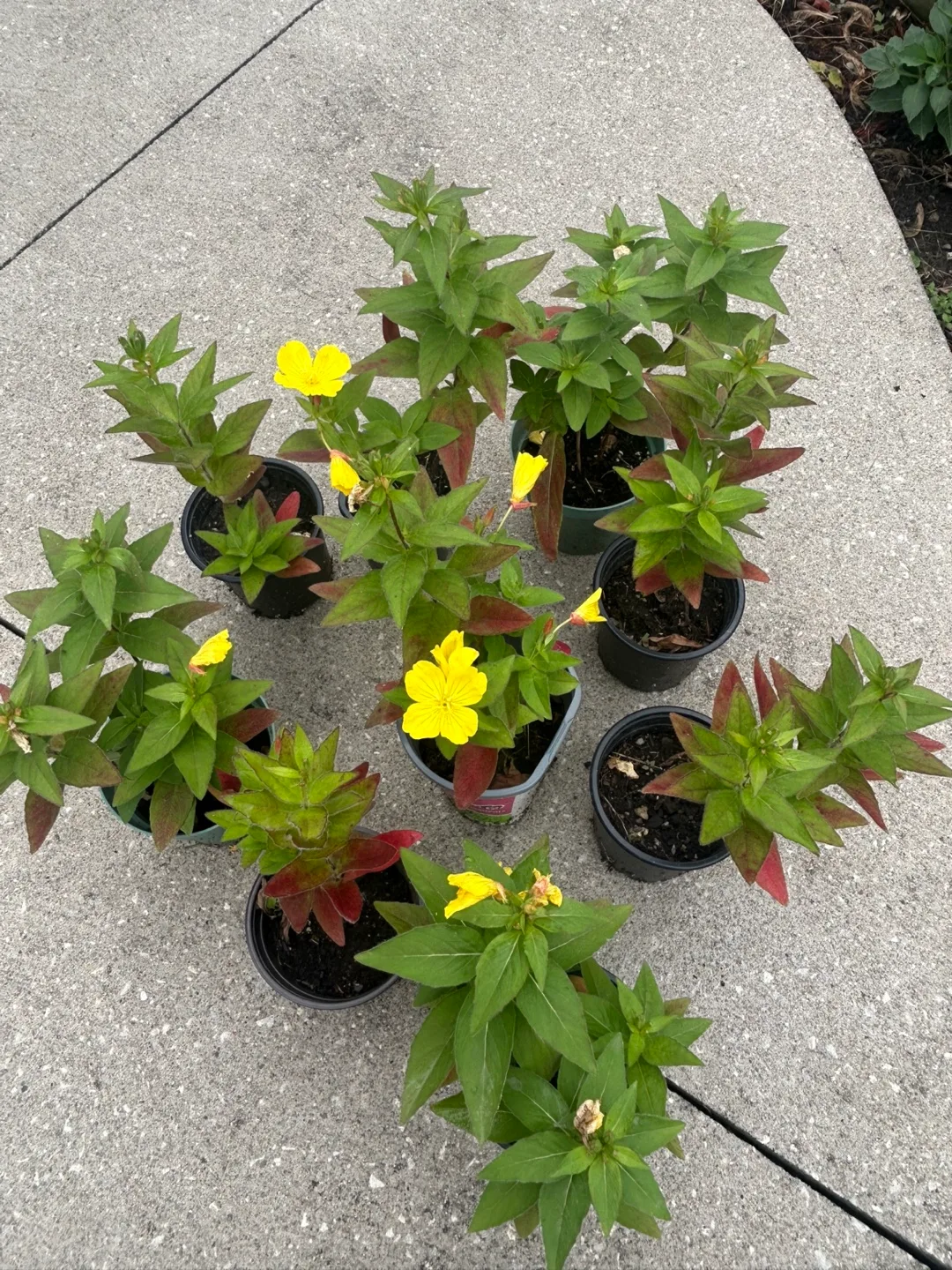 Sundrop/Evening Primrose Flowering Plant thumbnail