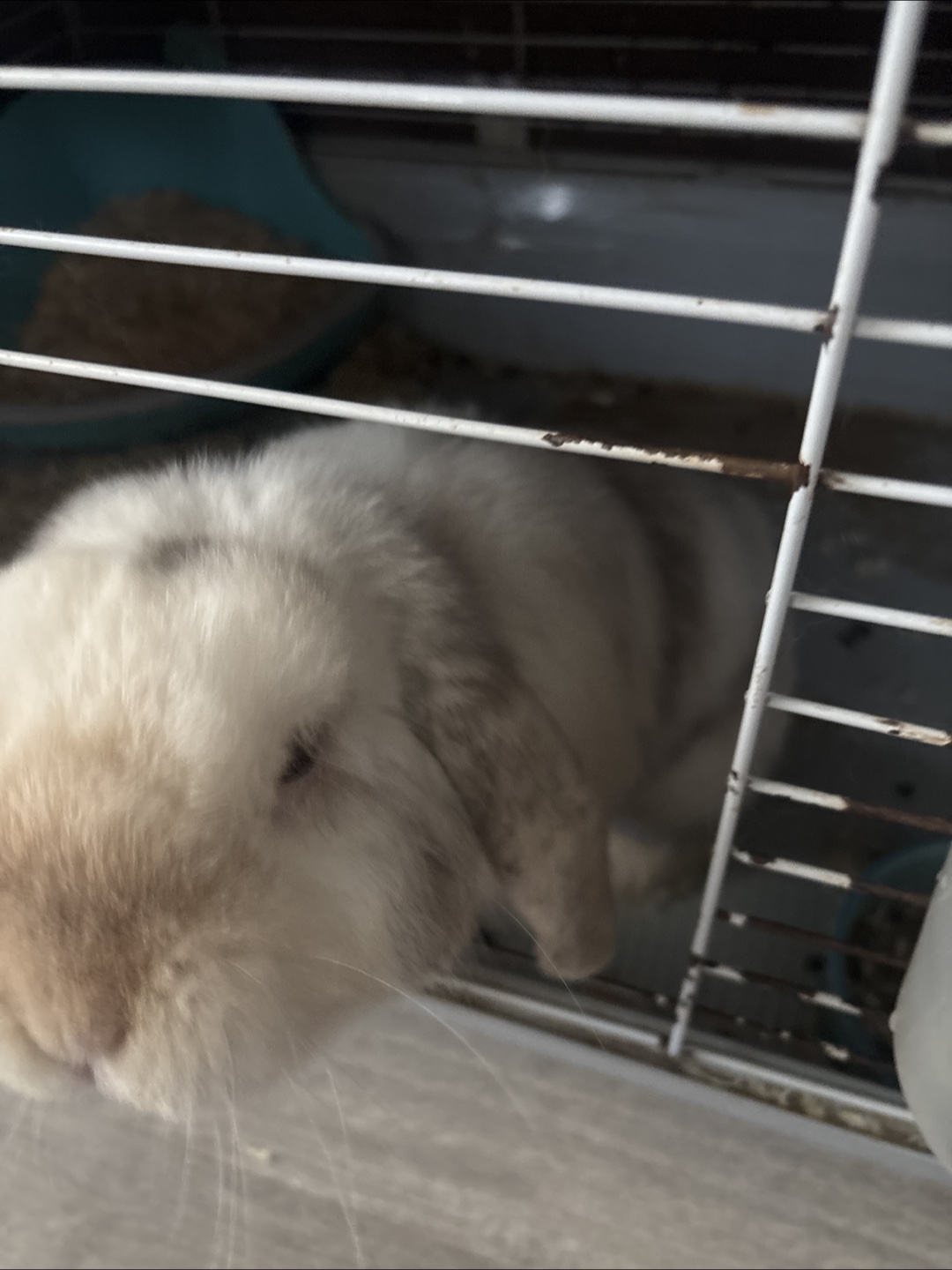 Bunny - photo 2