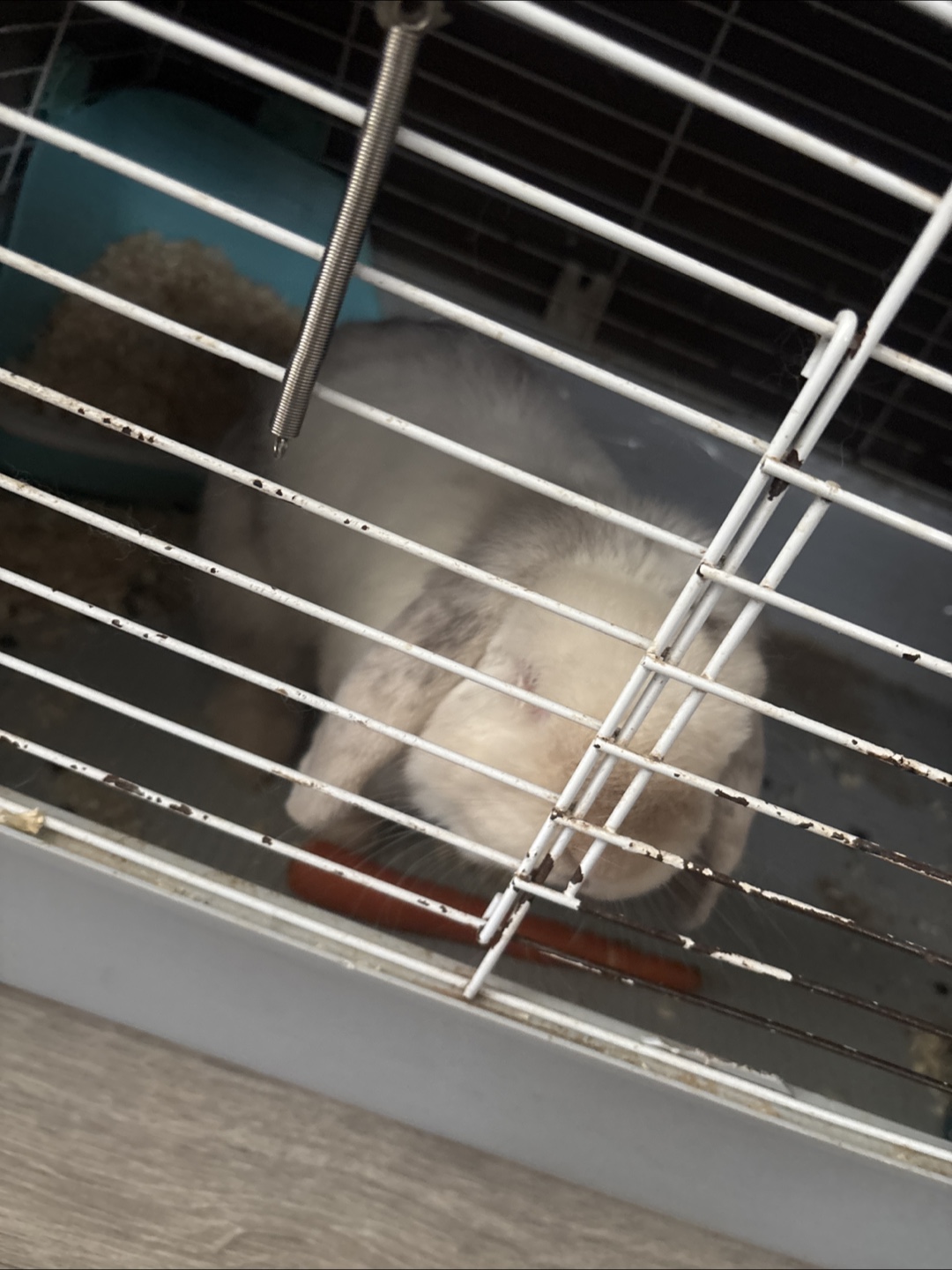 Bunny
