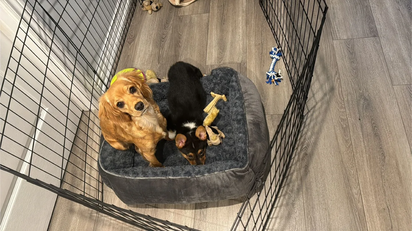 Black Dog Playpen image indicator(3)