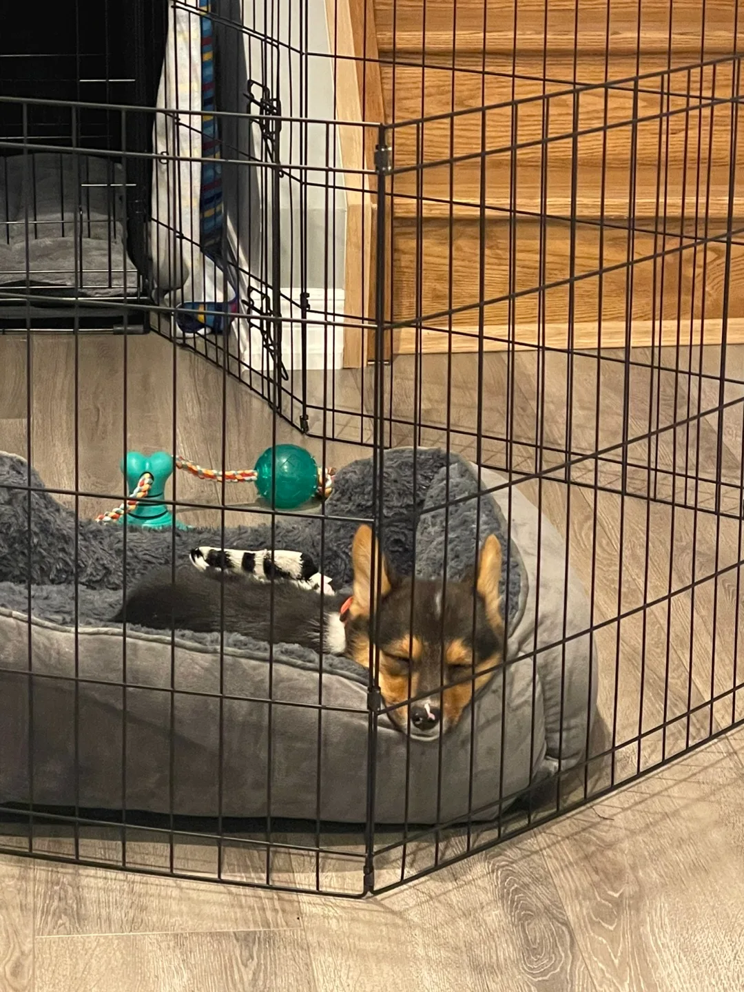 Black Dog Playpen image indicator(4)