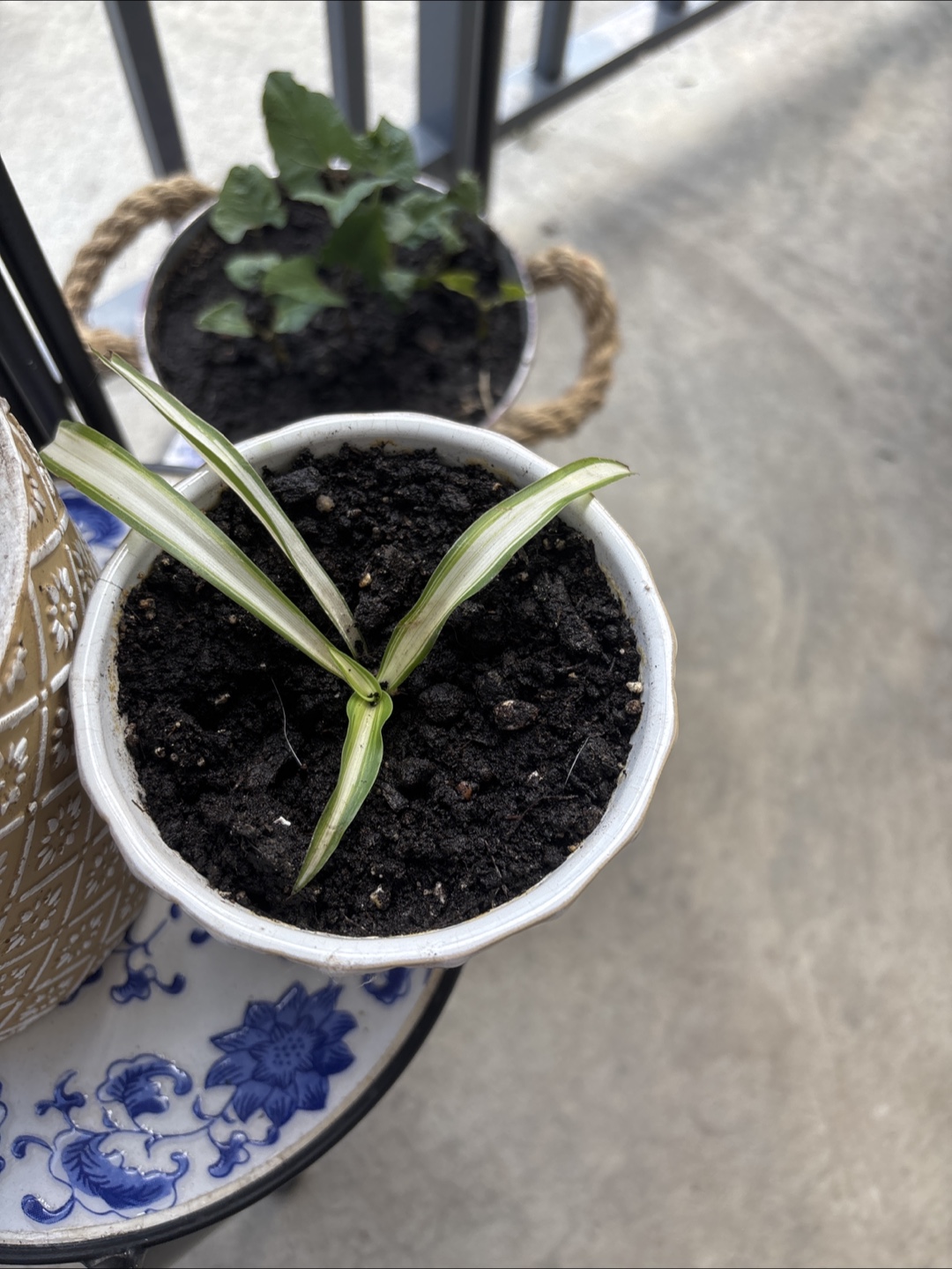 Spider plant - photo 2