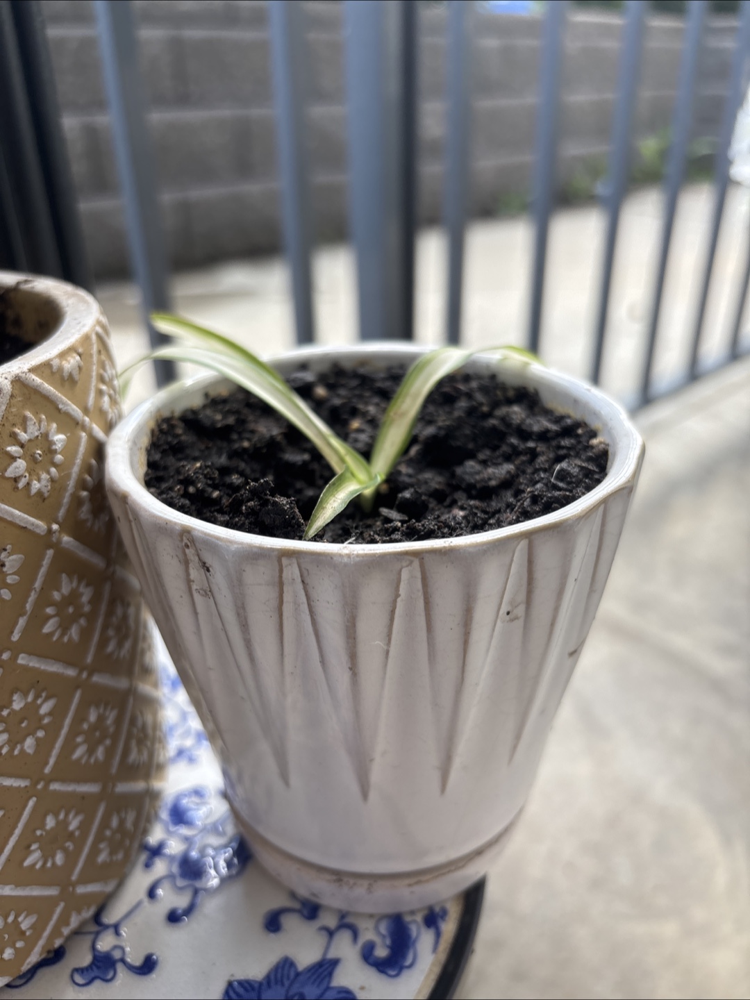Spider plant