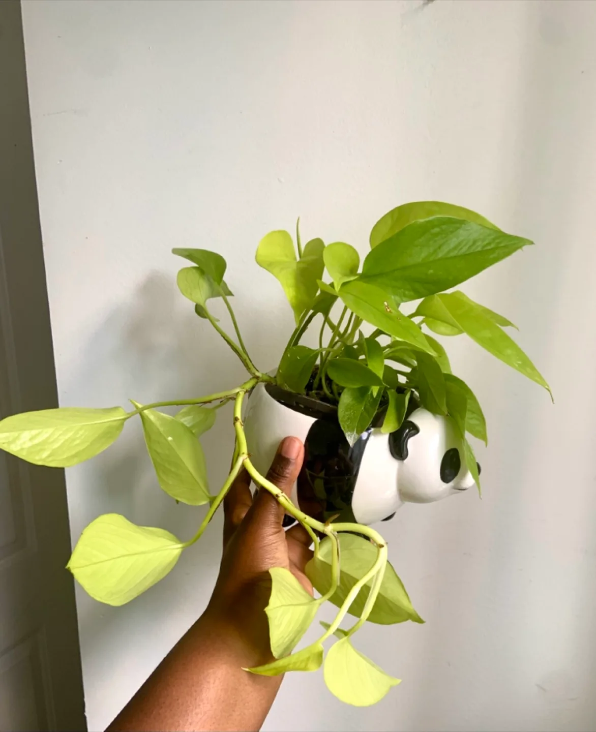 Neon Pothos plant in Panda planter image indicator(4)