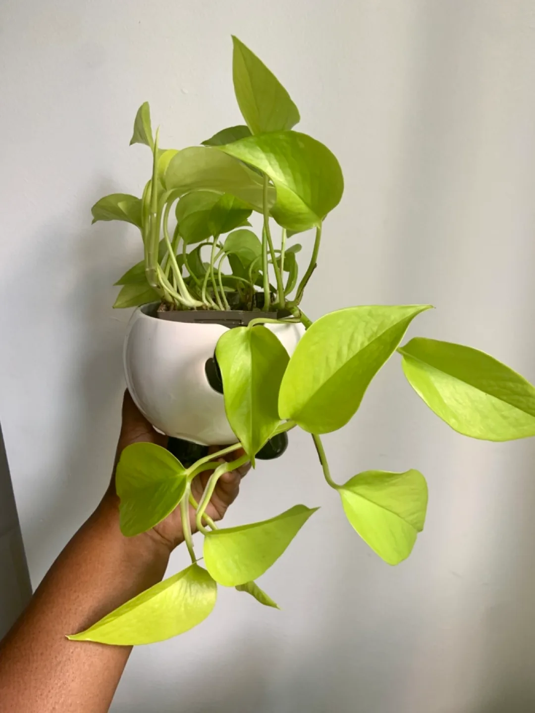 Neon Pothos plant in Panda planter image indicator(3)